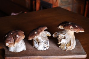 Cèpes 2