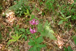 Fleurs 1