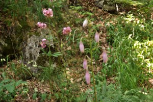Fleurs 2