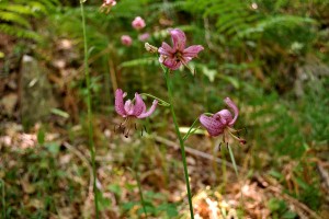 Fleurs 3