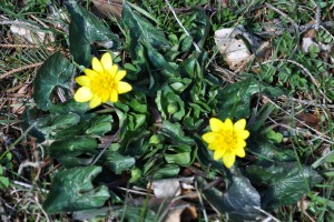 Fleurs 4