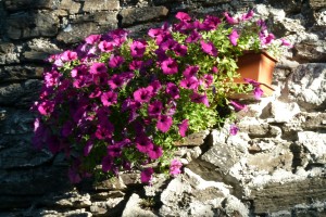 Fleurs 5