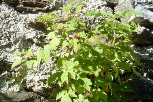 Fleurs 6