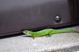 Lézard vert 1