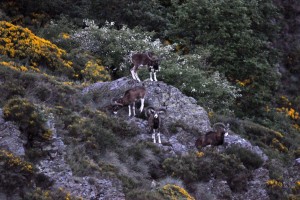 Mouflons 0