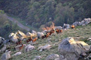 Mouflons 9
