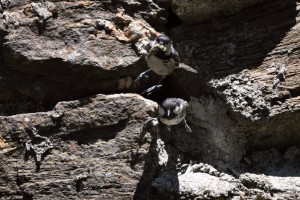 Mésange noir 1