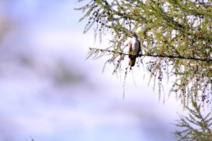 Rapace - Aigle De Bonelli