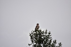 Rapace - Circaète Jean-Le-Blanc 5