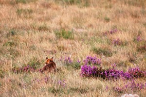 Renard roux
