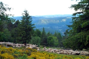 Transhumance Brebis