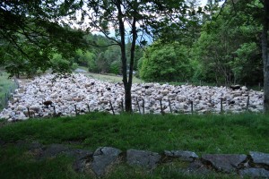 Transhumance Brebis 4