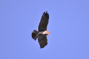 Rapace - Circaète Jean-Le-Blanc 3